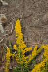 Canada goldenrod